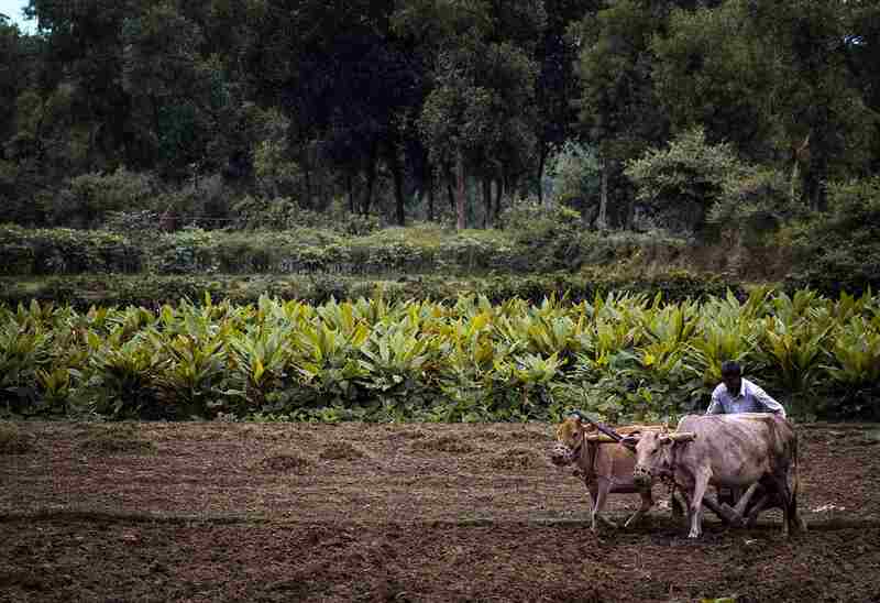 -Traditional Agricultural Methods